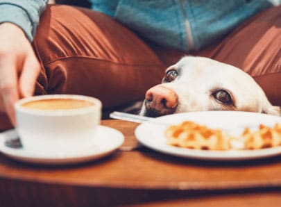 chien mendie à table