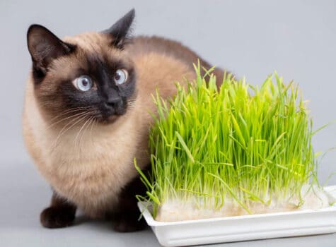 image mise en avant herbe a chat