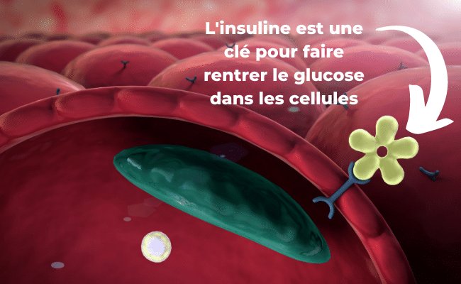 insuline cellule