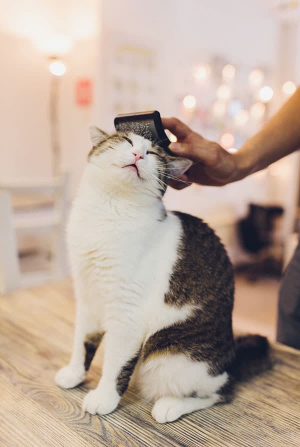 chat content de se faire brosser