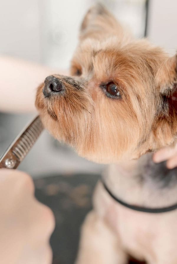 chien qui se fait couper les poils