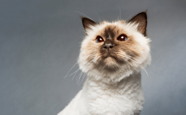 Faut Il Vraiment Tondre Son Chien Ou Son Chat Pour Sa Sante Kozoo