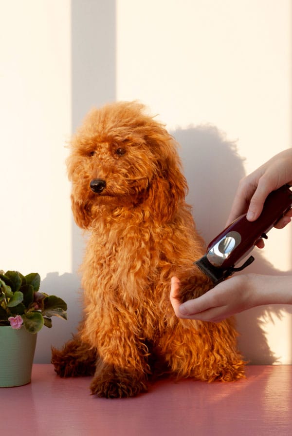 Chien qui se fait tondre les poils long