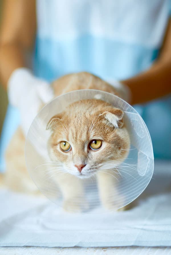 chat roux après la stérilisation