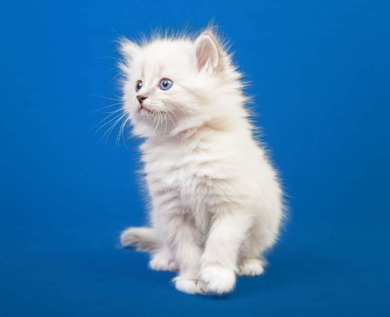 Comment nourrir un chaton ? - Animalis