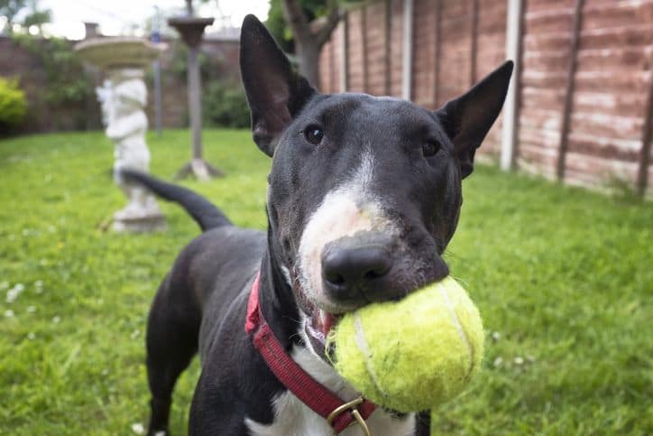 Les activités sportives à faire avec son chien !