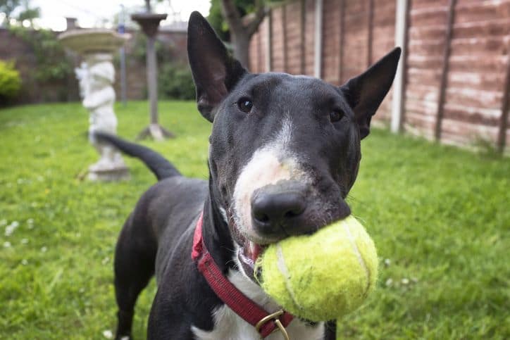 Les activités sportives à faire avec son chien ! 