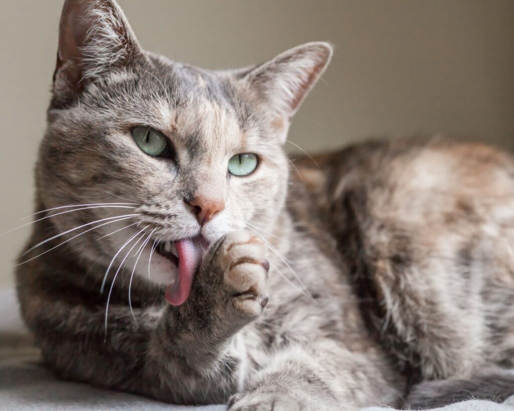 Le stérilisation du chat apporte de nombreux avantages sur la santé et le comportement !