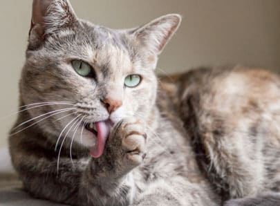 chat qui lèche sa patte