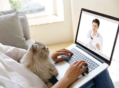 télé consultation vétérinaire chat