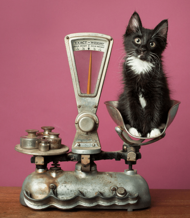 La polyphagie est le premier facteur de la prise de poids après le stérilisation du chat !