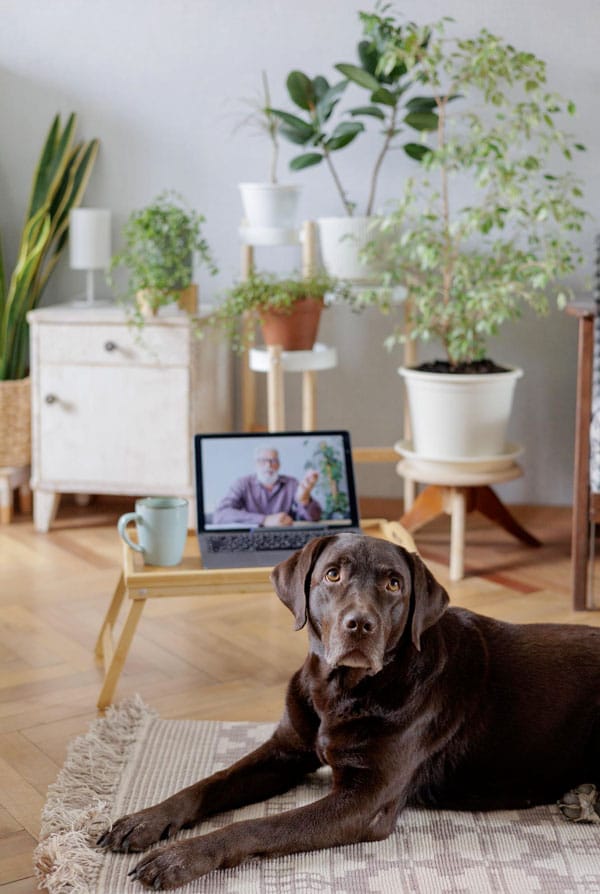 téléconsultation chien vétérinaire