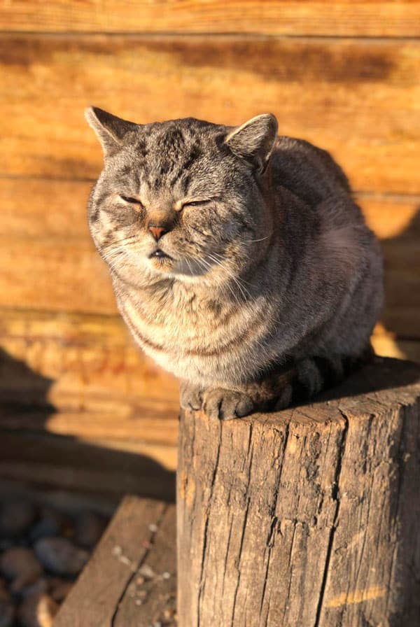 chat gris repos au soleil