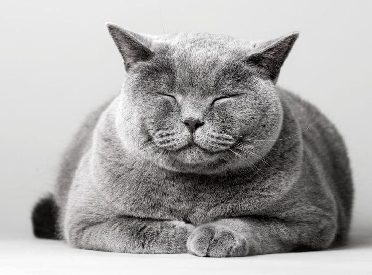 Comment Aider Son Chat A Bien Vieillir Kozoo