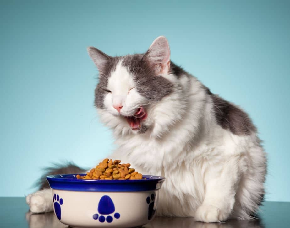 L'alimentation doit être moins riche en phosphore pour préserver la fonction rénale afin d'aider son chat  à bien vieillir.