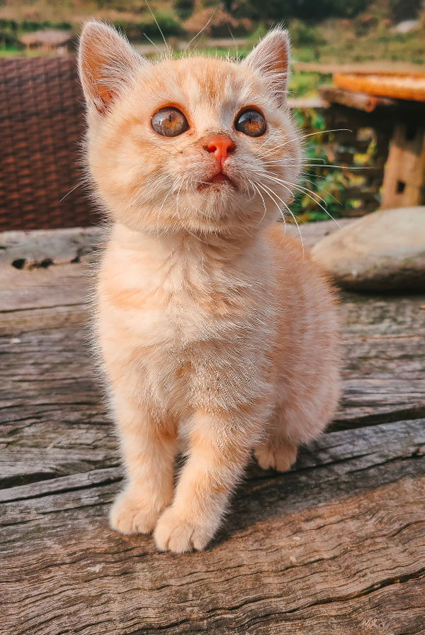 chaton roux clair yeux bleu brun