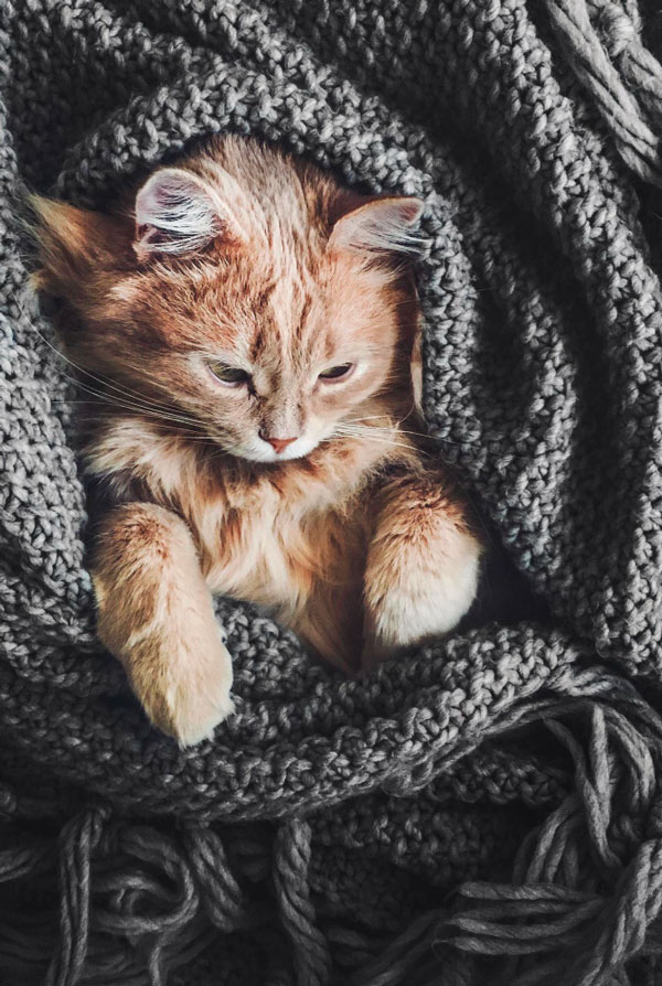 chat roux dans une couverture