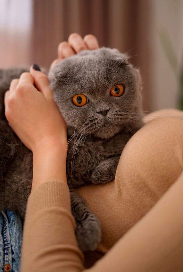 chat gris câlin propriétaire