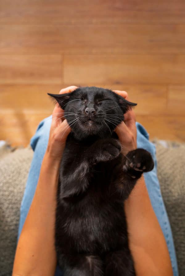 chat noir sur le dos caresse ronron