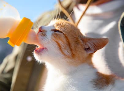 image mise en avant biberon chat blanc et roux