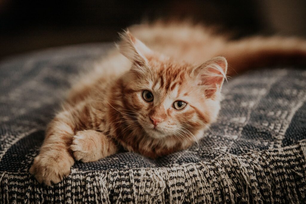 Le chat possède des pouvoirs apaisants qui réduisent notre anxiété par la ronronthérapie.