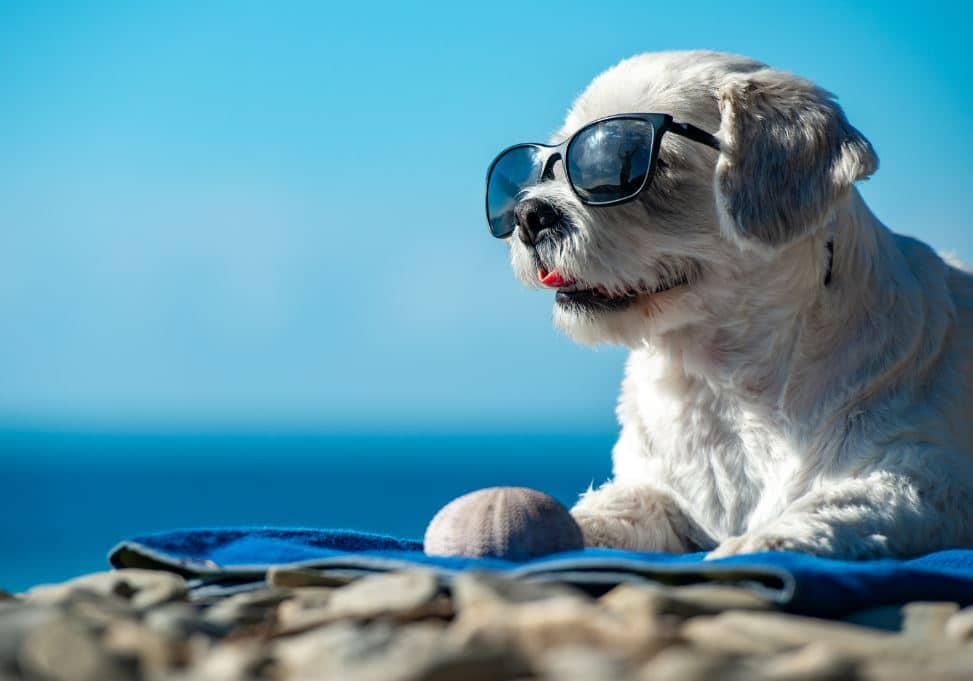 Certaines formalités administratives sont obligatoires pour voyager avec son animal de compagnie. 