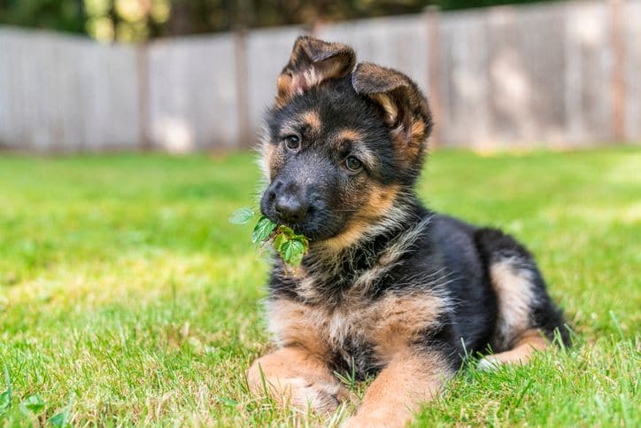 Les épillets sont un véritable danger quand le chien vit en extérieur.