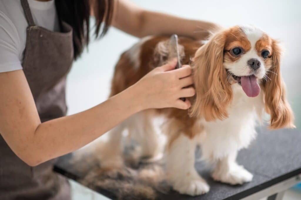 Le toilettage du chien permet d'éliminer les épillets présents sur son pelage. 