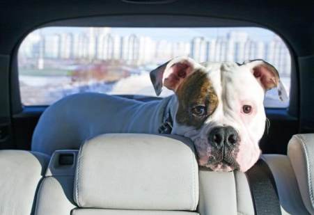 Voyager avec son animal de compagnie en voiture. Toutes les précautions à prendre lors de ce trajet !