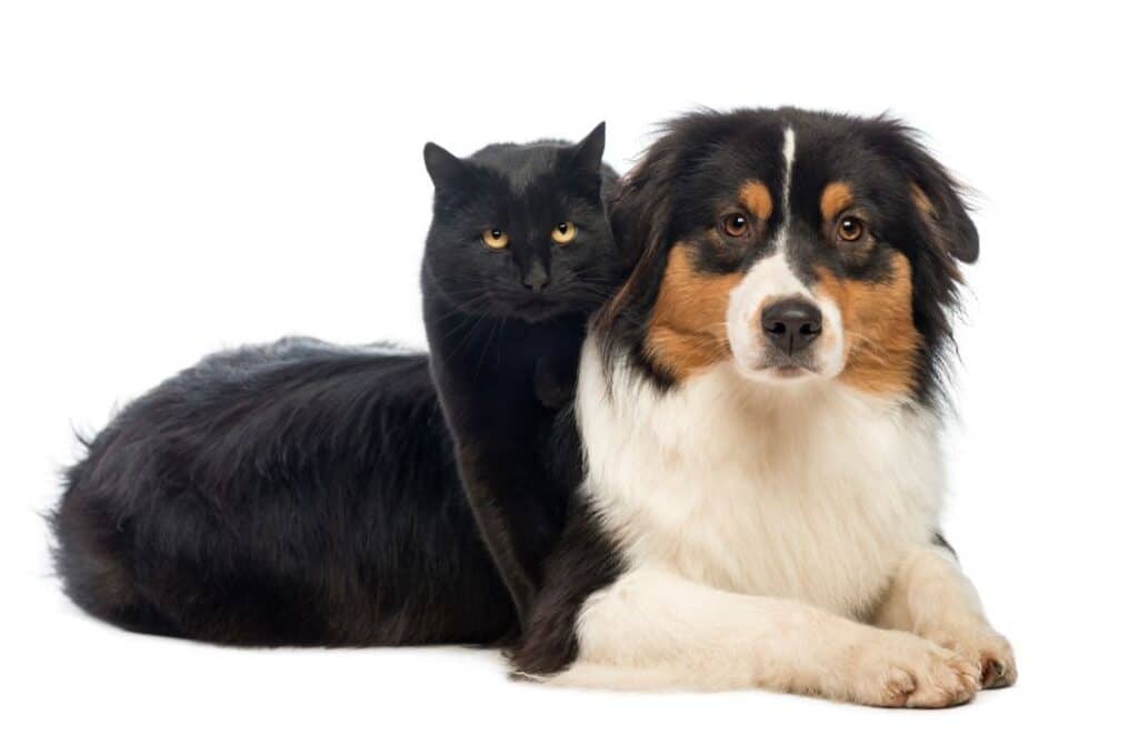 Un chat et un chien Berger australien