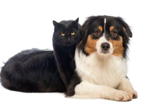 Un chat et un chien Berger australien