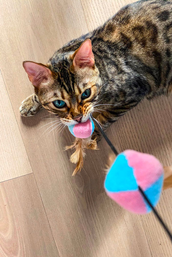 chat léopard qui joue