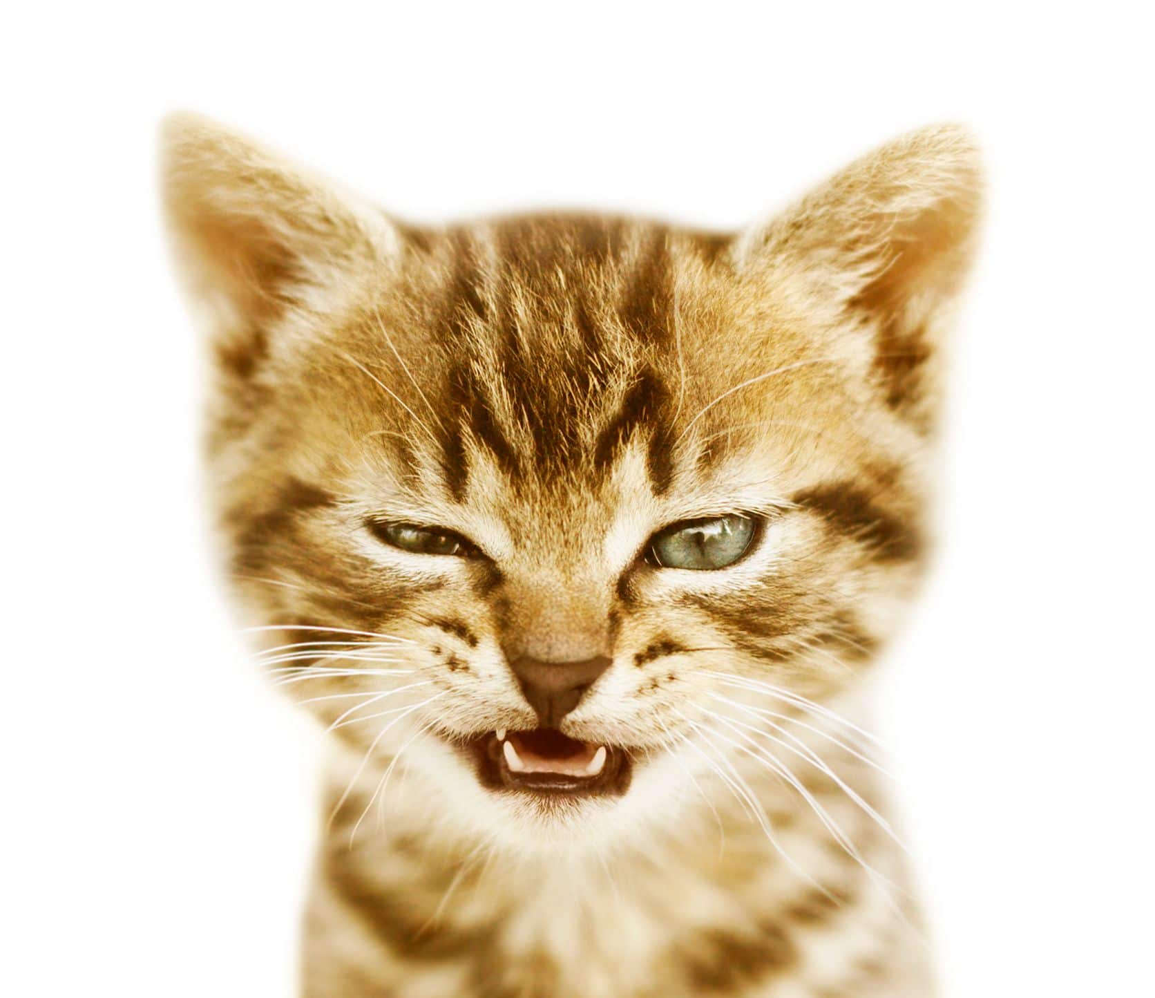 Les Troubles Du Comportement Chez Le Chat Kozoo