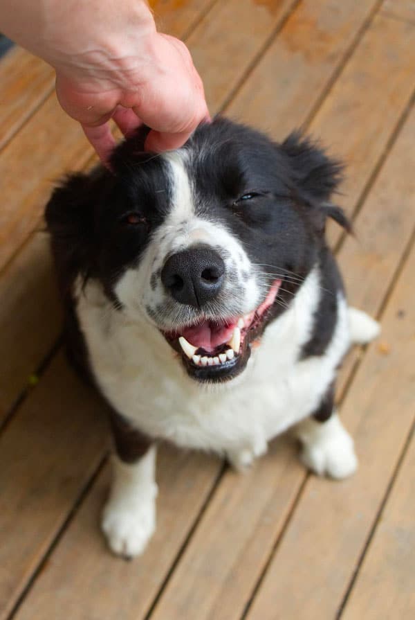 chien noir et blanc yeux fermer heureux
