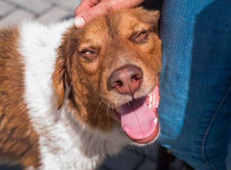image mise en avant chien yeux plisser