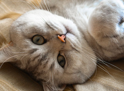 gros plan sur un chat gris et blanc