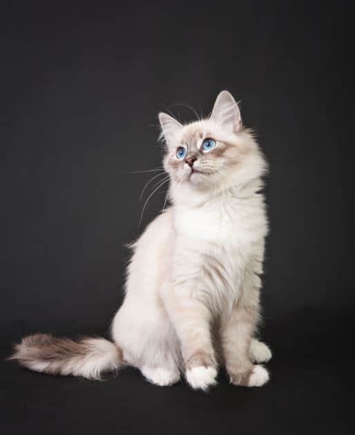 Le Sacré de Birmanie est un chat de race.