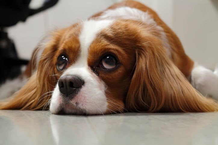 Préparer son chien à la rentrée pour éviter une anxiété de séparation.