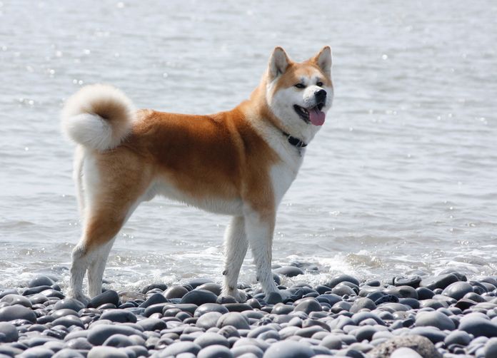 La baignade du chien fait partie des dangers pendant les vacances d'été.