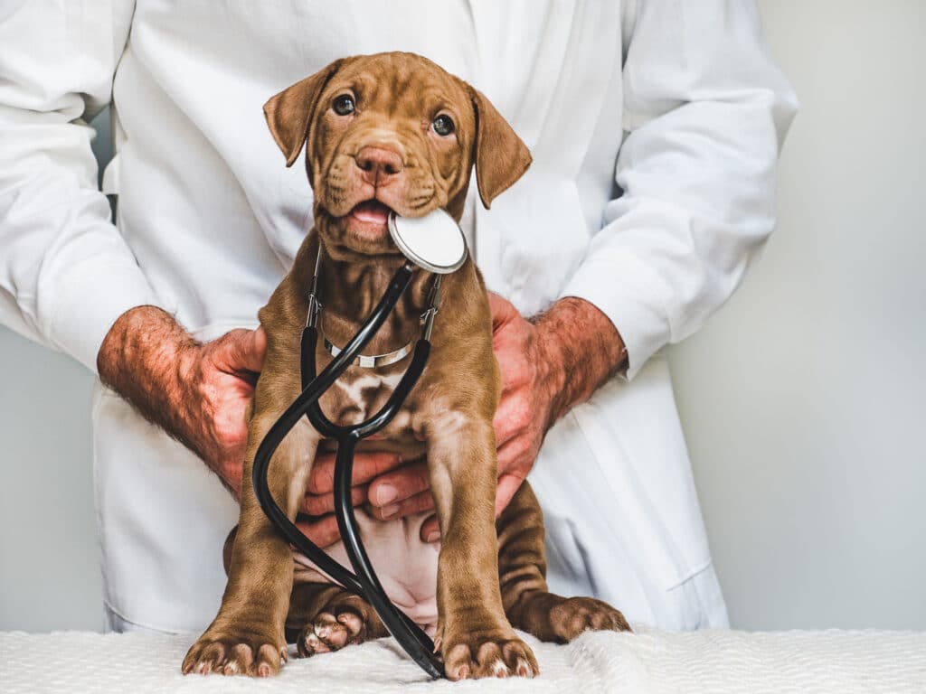 Choisir un vétérinaire est une étape essentielle pour assurer le bien-être de votre animal.