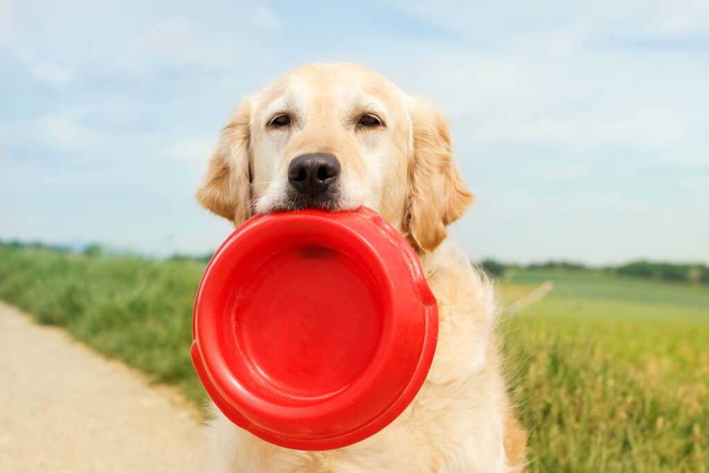 Alimentation du chien : quoi lui donner à manger ?