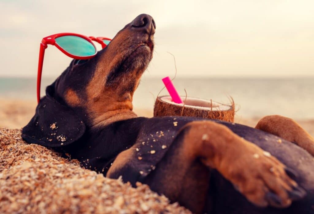 Pendant les vacances d'été, de nombreux dangers guettent votre chien !