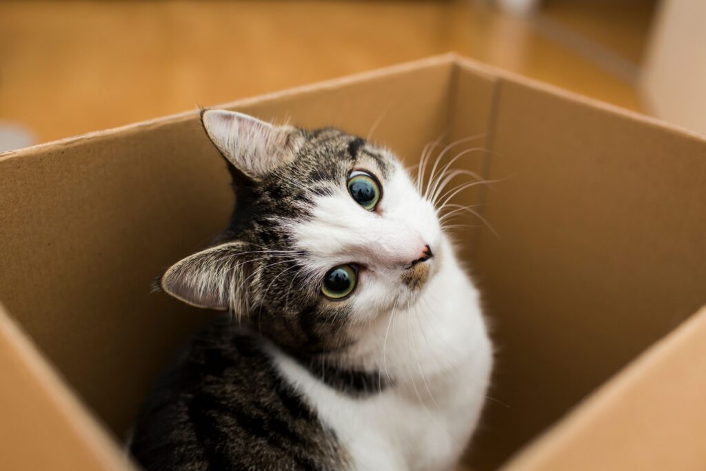 Le chat de gouttière est tout aussi affectueux que le chat de race.