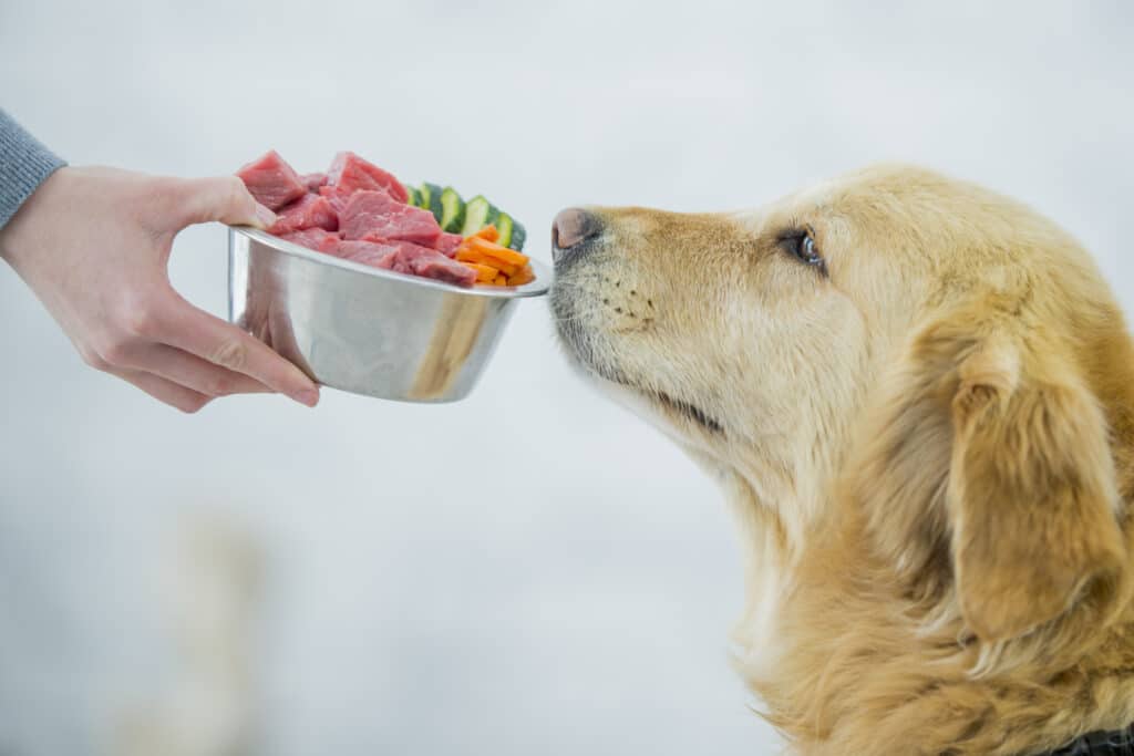 L'alimentation du chien avec le BARF.