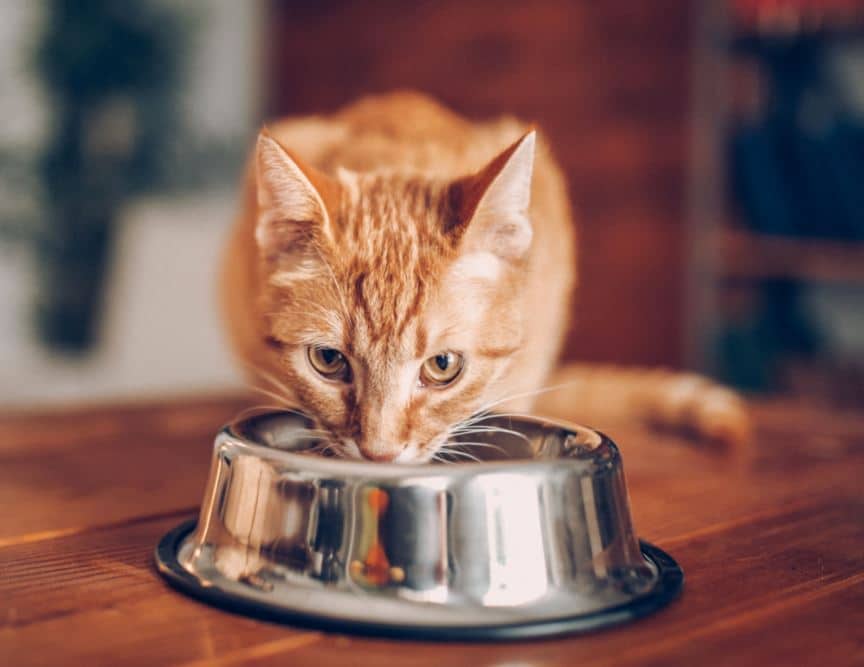 La nourriture humide pour rafraîchir son chat en été.