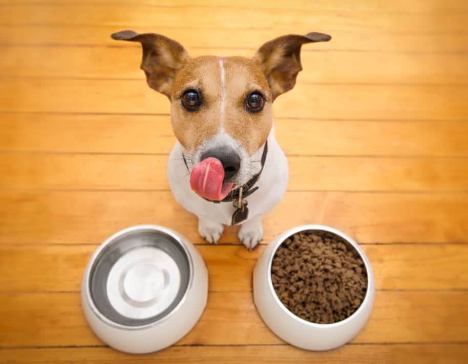 Alimentation du chien : la bi-nutrition !