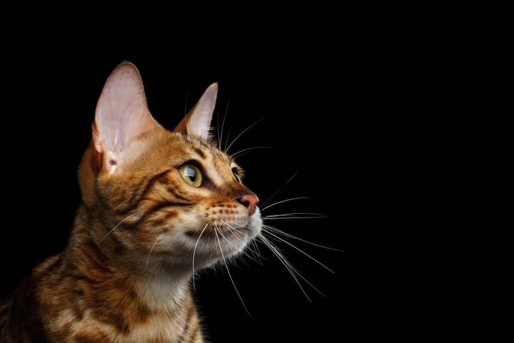 Le Bengal est un chat de race.