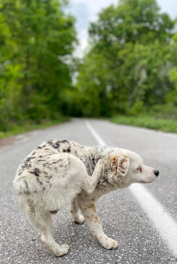 chien blanc avec des taches noir qui se gratte