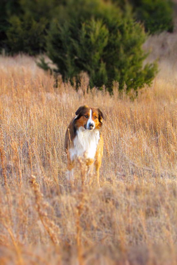 chien dans des herbes sauvages