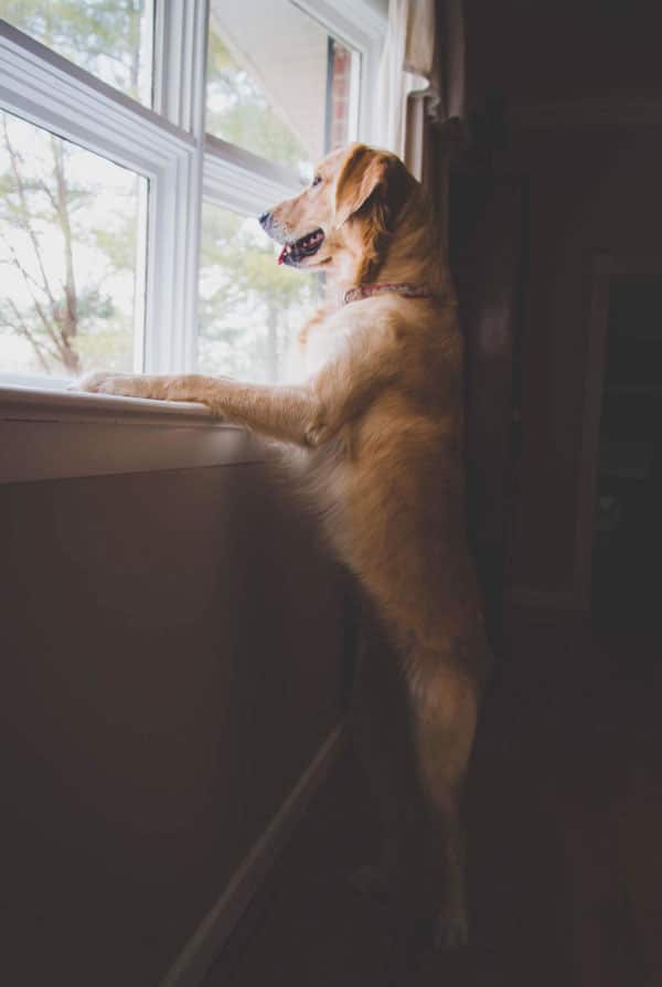 chien qui regarde pas la fenêtre